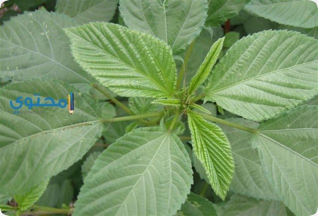 تفسير رؤية أعداد وأكل الملوخية في الحلم للعزباء 2 تفسير رؤية أعداد وأكل الملوخية في الحلم للعزباء