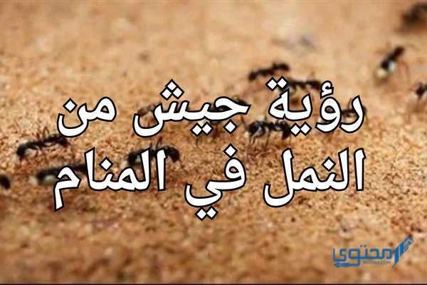 تفسير رؤية جيش من النمل في المنام؛ تدل على وفرة المال 2 تفسير رؤية جيش من النمل في المنام؛ تدل على وفرة المال