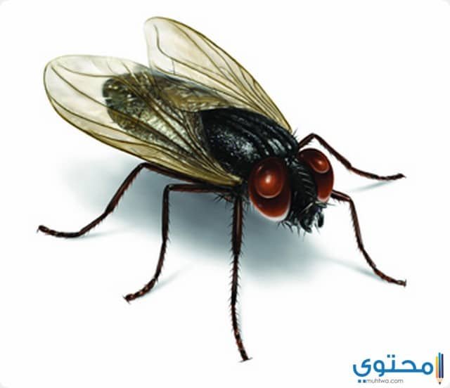 تفسير الذباب في المنام لابن سيرين والامام الصادق 2 تفسير الذباب في المنام لابن سيرين والامام الصادق