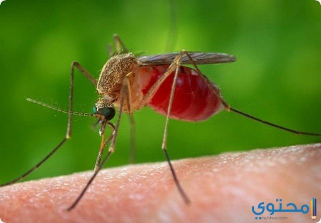 تفسير رؤية قتل البعوض في المنام 2 تفسير رؤية قتل البعوض في المنام