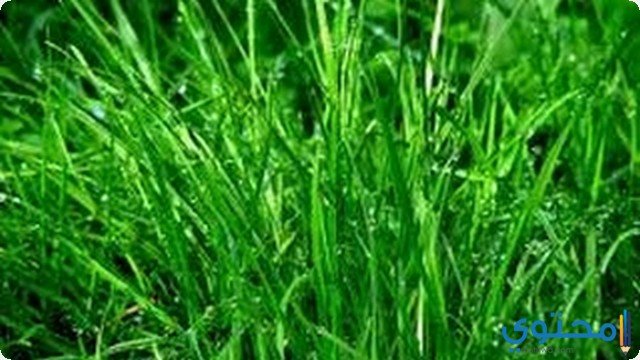 تفسير الحقل في المنام - تفسير الاحلام والرؤى 2 تفسير الحقل في المنام – تفسير الاحلام والرؤى