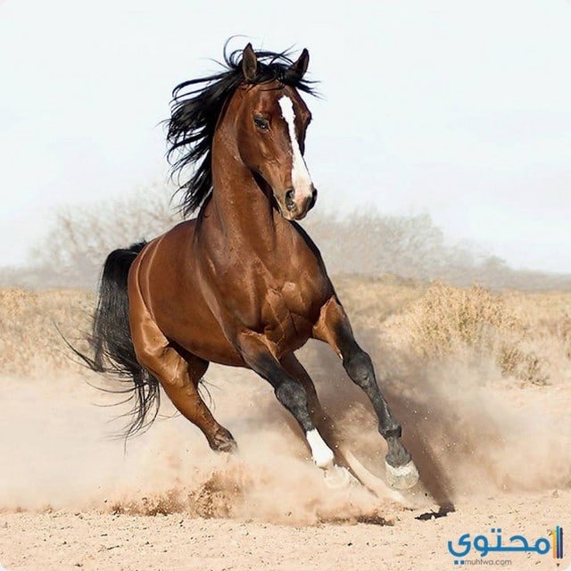 تفسيرات عن رؤية الفرس الميت في الحلم 2 تفسيرات عن رؤية الفرس الميت في الحلم
