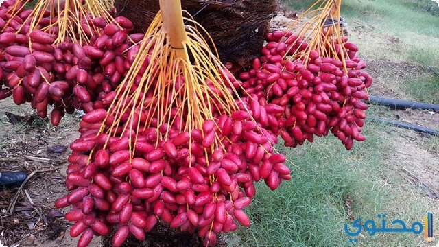 أهم 8 تفسيرات عن رؤية البلح الأحمر في المنام للرجل 2 أهم 8 تفسيرات عن رؤية البلح الأحمر في المنام للرجل