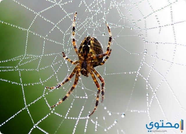 تفسيرات عن رؤية العنكبوت الأسود في المنام للمتزوجة 2 تفسيرات عن رؤية العنكبوت الأسود في المنام للمتزوجة