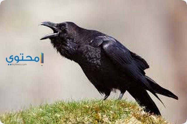 تفسير رؤية الغراب في الحلم لابن سيرين والعصيمي 2 تفسير رؤية الغراب في الحلم لابن سيرين والعصيمي