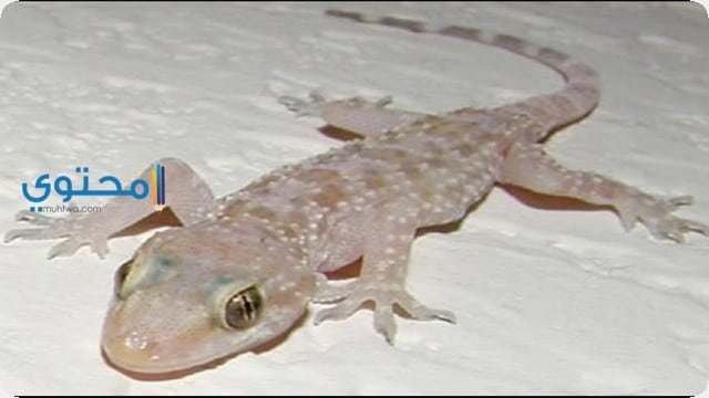تفسير رؤية البرص في الحلم لابن سيرين والنابلسي 2 تفسير رؤية البرص في الحلم لابن سيرين والنابلسي