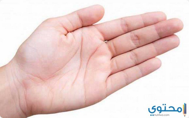الكف في المنام وتفسير رؤية الكفين 2 الكف في المنام وتفسير رؤية الكفين
